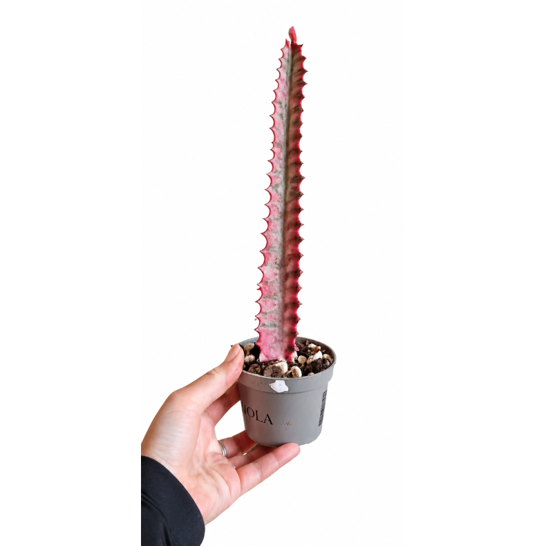Euphorbia Trigona pink variegated