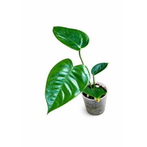 Anthurium veitchii 6cm