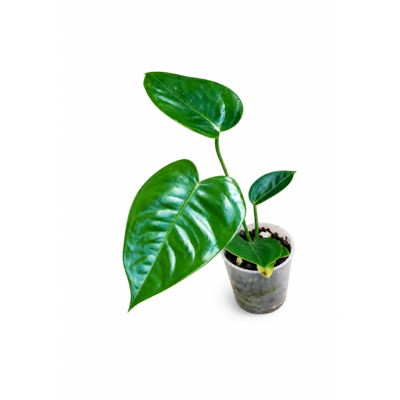 Anthurium veitchii 6cm