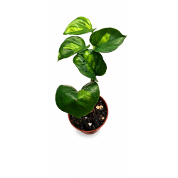 Epipremnum global green 6cm