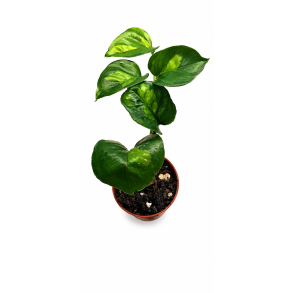 Epipremnum global green 6cm