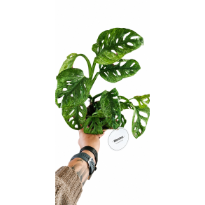 Monstera adansonii mint