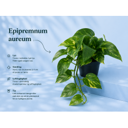 Epipremnum aureum