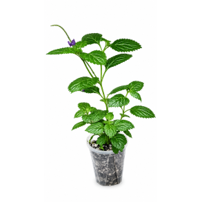 Stachytarpheta jamaicensis