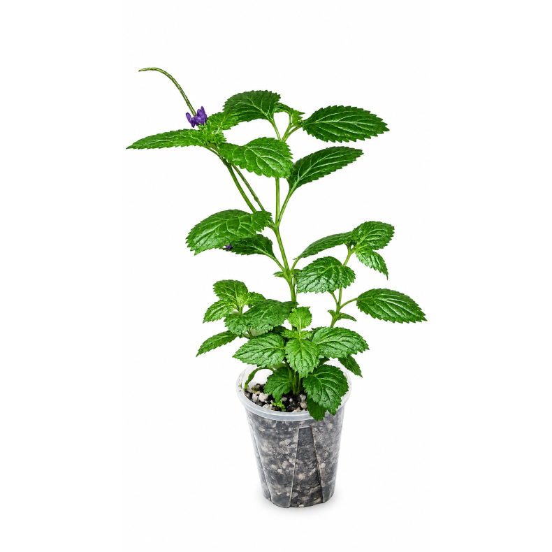 Stachytarpheta jamaicensis