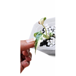 Monstera cream cheese
