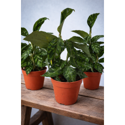 Aglaonema Pictum Tricolor
