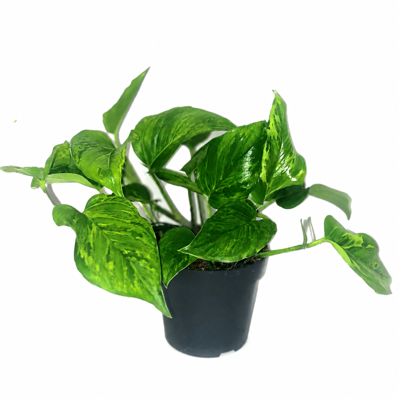 Epipremnum jungle star