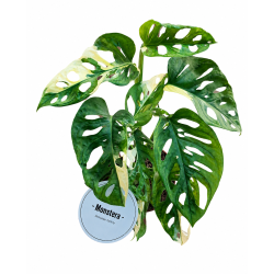 Monstera adansonii albo variegated 12cm