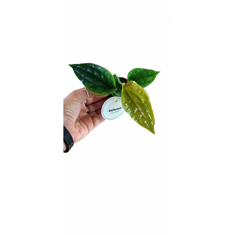 Anthurium luxurians x radicans