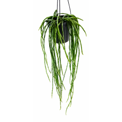 Rhipsalis paradoxa minor