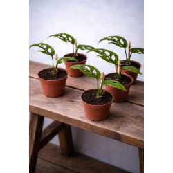 Monstera Obliqua Peru