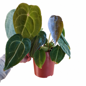 Anthurium Forgettii