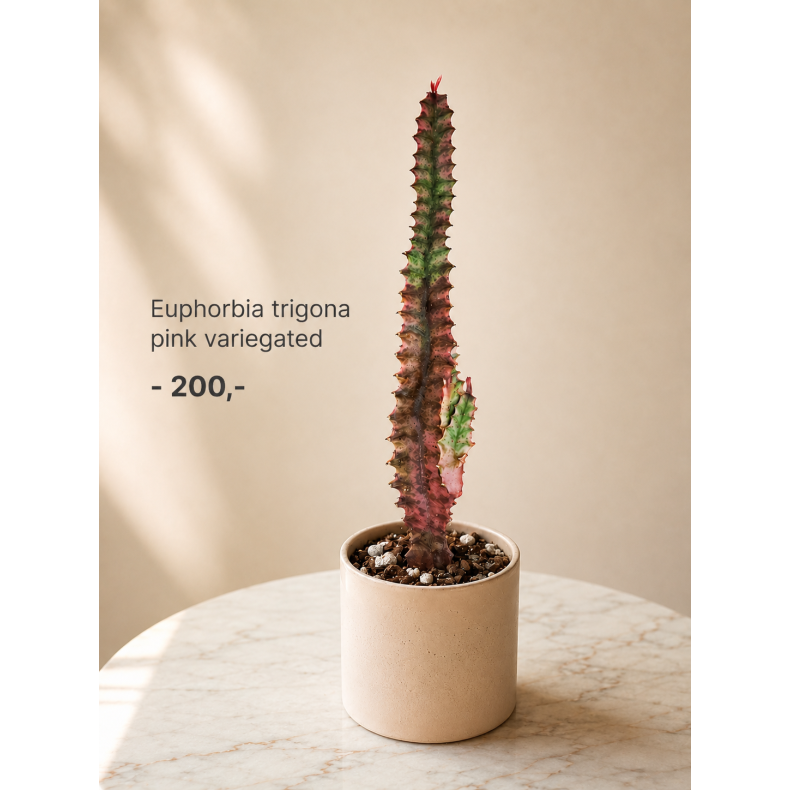 Euphorbia Trigona pink variegated