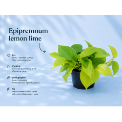 Epipremnum lemon lime