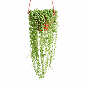 String of pearls ampel