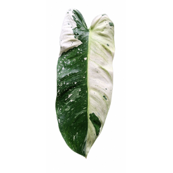 Philodendron jose buono 15cm